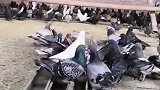 搞笑视频：鸽子大体肉鸽是散养好还是笼养好