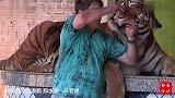 男子为训练宠物虎的战斗力，亲自与老虎肉搏