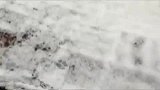 下雪后猫咪想出去走走，没想到