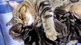 搂着小奶猫睡觉的猫妈妈，这守护的模样，好温馨！