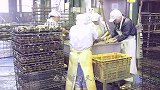 这鱼什么来头？鳞片比“盔甲”还硬，厨师只能用锤子敲鱼鳞