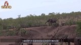 大象没事吓唬野牛，不料野牛发怒，趁大象转身直接来了个致命一击