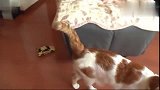 聪明橘猫被铲屎官的遥控汽车追烦了，直接这样做