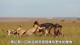 霸道水牛对战十多头狮子，在狮群中横冲直撞，打的雄狮毫无招架