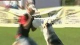 匈牙利狗接飞盘比赛 人狗默契大考验-8月24日