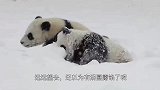 一群鸭子刚冲出门外,被冻得立马往回跑,网友：哇塞,动作真快！