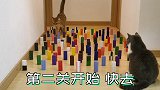 猫咪避障碍能力有多强？在地上铺满障碍物，喵仅用5秒轻松通过