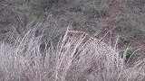 一只巅峰期的花豹杀掉鬣狗，随后带着战利品离开