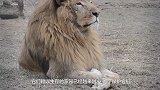 狮子老了走不动，管理员找了两条狗陪它玩，第二天狮子变成这样