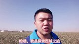 新疆棉花全面采收，当地棉花价格上涨，棉农乐开了花!