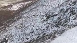抓拍到雪崩，中间还卷着一个岩羊