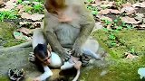 小猴子瞧！抓住弟弟虐待一番
