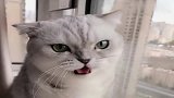 猫咪质问主人去哪了奶凶奶凶，真是给你脸了