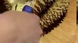 美女水果店买榴莲，现场开盲盒，给招了大批顾客！