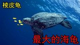 棱皮龟：世界最大的海龟，口中长有倒刺，号称“无情的水母杀手”