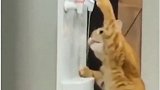 猫咪自己开饮水机喝水猫咪成精