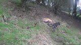 国外野兔泛滥，带着狗狗上山抓兔子，让你看下啥叫顶级猎犬！