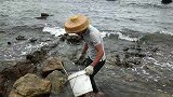 小渔翁赶海运气大爆棚，碰到二条紫色的大家伙，拿去卖了赚九十块