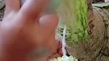 一种树的树皮可以吃，不仅能煮还能凉拌