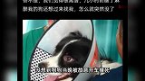 疑绝育手术失败，医院故意开车撞死狗！主人：医院说为我好