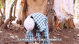 非洲超火的“烫脚舞”，至今无人敢模仿，看到最后忍不住笑了！