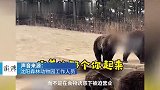 棕熊站立挥手被质疑是人扮的，动物园：真熊，不是被迫营业