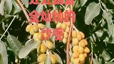 九月的新疆处处飘着黄金灿灿的沙枣、甜有甜