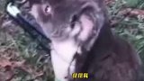 考拉不停向人类求救，只为活下去，原来是已有身孕，为了孩子
