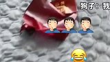 狗子：520我不同意这门婚事！你们结婚问过我了吗