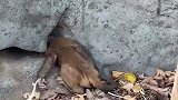 小猴子头卡在石缝中，消防员一边安抚一边小心解救