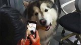 在办公室长大的阿拉斯加犬，成了全公司的团宠，太讨女员工喜欢了