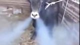 这家伙，牛的脾气也太大了
