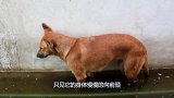 狗狗睡觉做噩梦，在梦中疯狂奔跑，下一秒千万忍住别笑