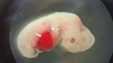 日本批准人兽杂交胚胎实验 允许将这种胚胎“生下来”并养大