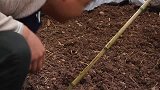 二哥吃“韭菜炒虾”，拌着米饭吃，看着都香