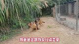 德牧爸爸见到女儿性格大变，想和它恋爱，狼狗父女见面结果亮了