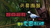 高智商的非洲灰鹦鹉，会开玩笑和恶作剧，简直成精了！
