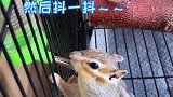 小松鼠可爱干净了！