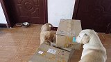 今年是冷冬，铲屎官给狗狗们囤些狗粮零食，无忧无虑的狗狗好幸福