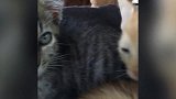 好萌的小奶猫咪啊，看这水灵灵的大眼睛，真是太可爱了呀！