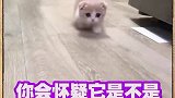 最适合00后养的3种猫