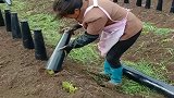 把韭菜关在小黑屋里，长大了之后，就更值钱了！