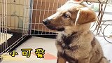 就算耳朵倔强的反抗也要完成延食训练，记录缉毒犬后代小悟空日常