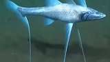 鱼都变异长出脚了