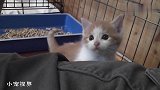 成为猫奴的大叔：小可爱，快过来抱抱