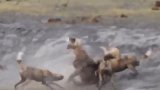 鬣狗被野狗围攻，一路逃到水边