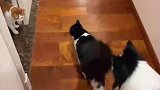 有人撑腰整个猫都支棱起来了，大小姐出门还带保镖啊