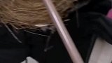 这鸟挺会搭窝啊！你倒是安家了，我没衣服穿了