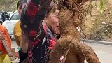 村民发现人形何首乌，得用红绳栓住不然它就跑了