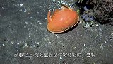 这种虾会将海星“圈养”，吃掉腕足后，等海星再生后又循环食用！